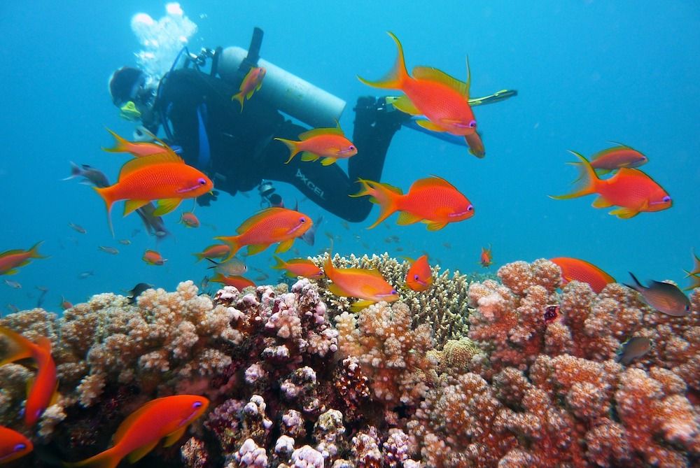 Diving in Indonesia