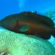 Grouper - Diving Indonesia