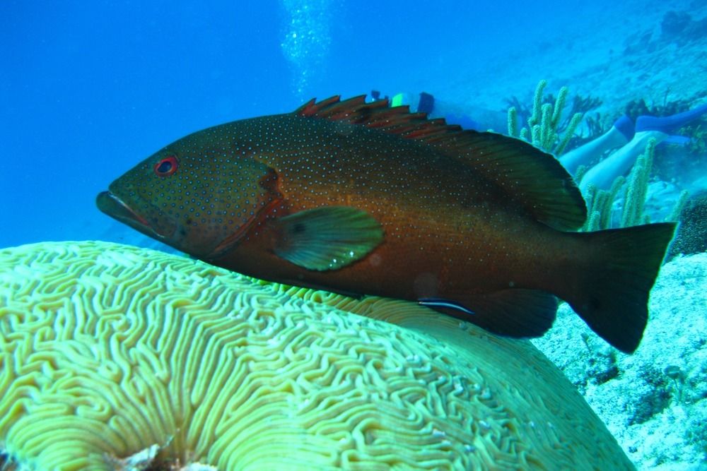 Grouper - Diving Indonesia