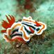 Nudibranch - Indonesia