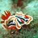 Nudibranch 