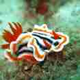 Nudibranch 