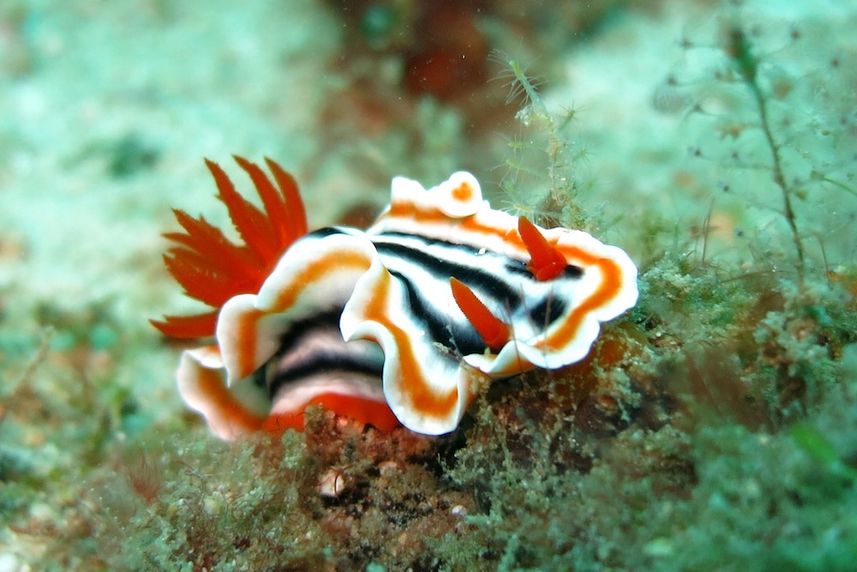 Nudibranch - Indonesia