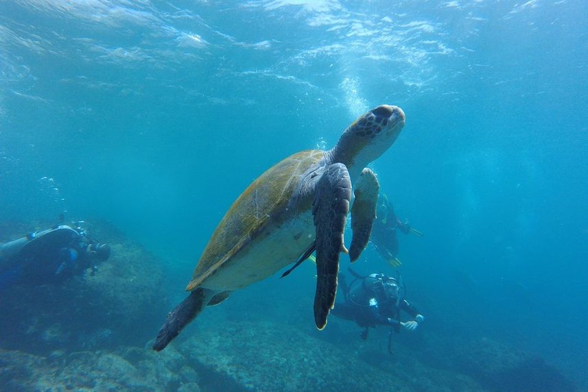 Tortuga  - Raja Ampat Explorer