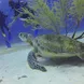 Tortue - Raja Ampat Explorer