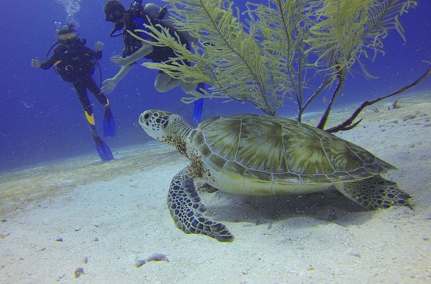 Tortuga  - Raja Ampat Explorer