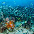 Marine Life - Tambora
