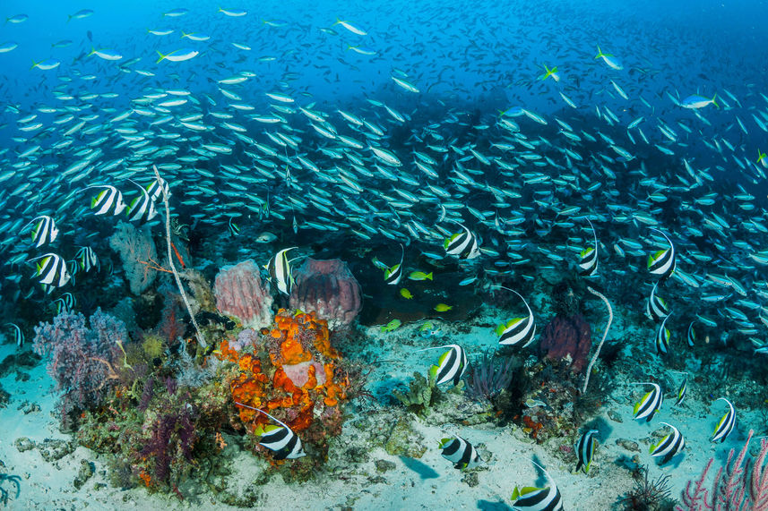 Vida Marinha - Tambora