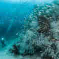 Marine Life - Tambora