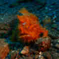 Froggie