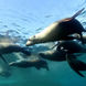 Dive with sea lions in the Sea of Cortez