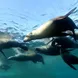 Dive with sea lions in the Sea of Cortez