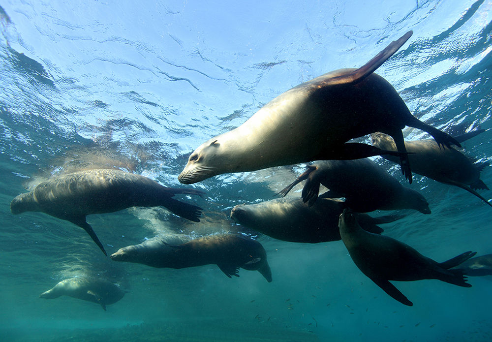 Dive with sea lions in the Sea of Cortez