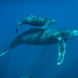 Humpback whales in the Socorro Islands