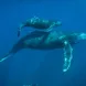 Humpback whales in the Socorro Islands