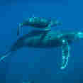 Shark - Quino el Guardian