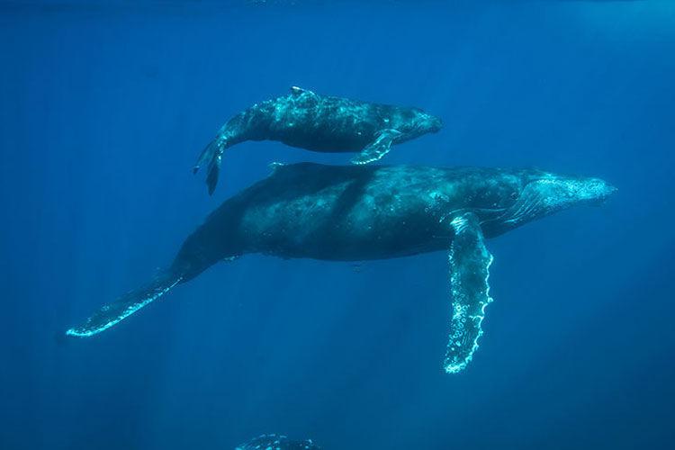Humpback whales in the Socorro Islands