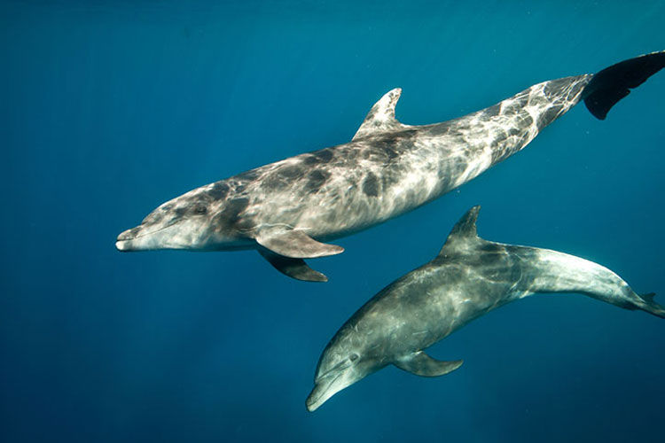 Pods of dolphins in the Socorros