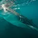 Whale sharks in the Socorro Islands