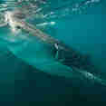 Shark - Quino el Guardian