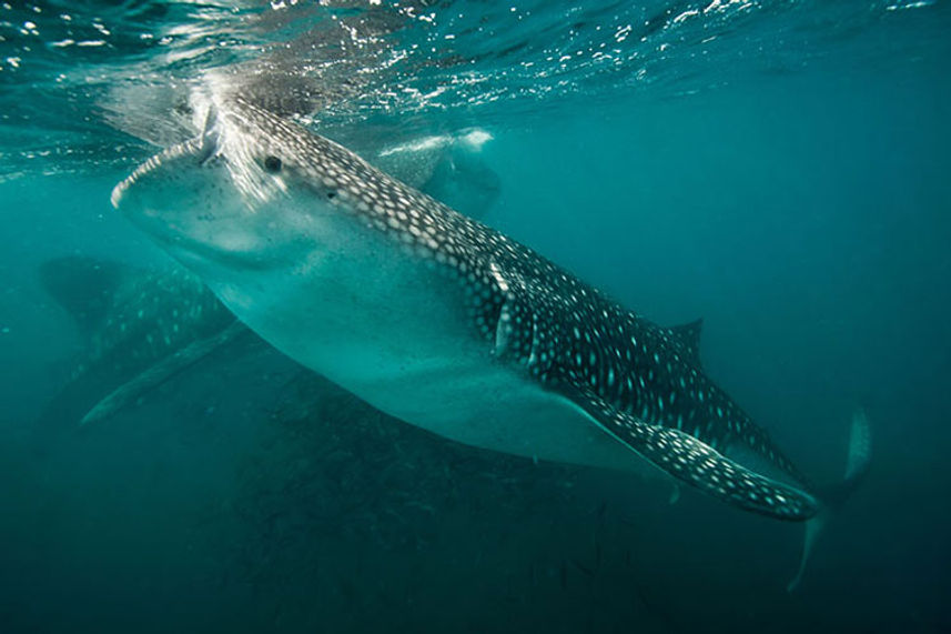 Whale sharks in the Socorro Islands