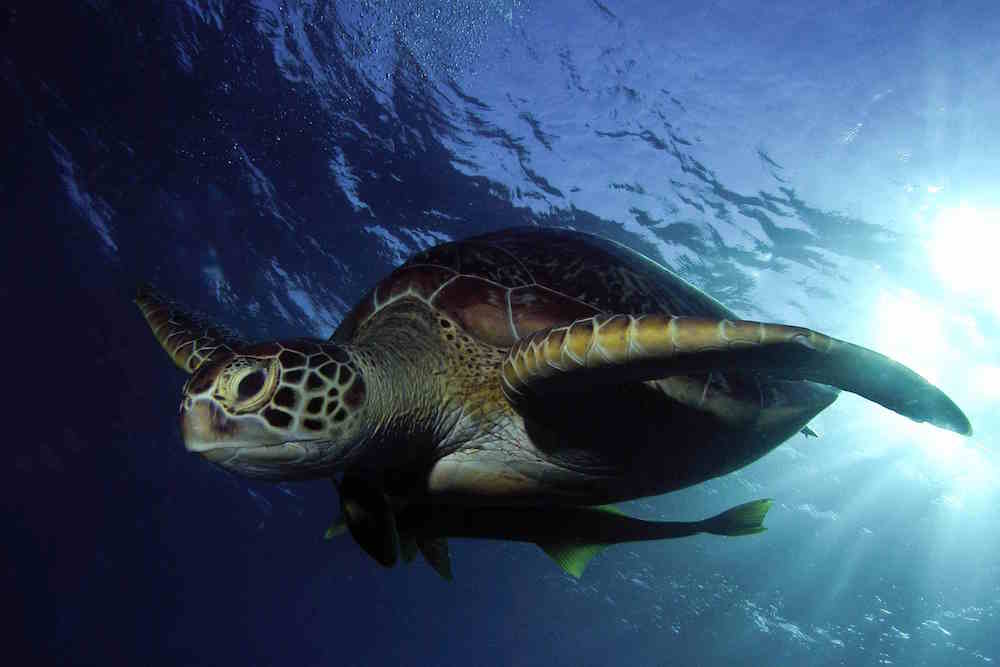 Green Turtle Red Sea