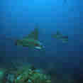 Vida Marinha - Nortada