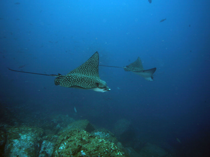 Eagle Rays - Nortada Liveaboard Galapagos Diving