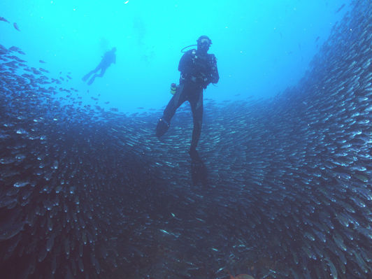 Huge schools of fish in the Galapagos