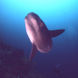 Mola Mola - Galapagos Diving