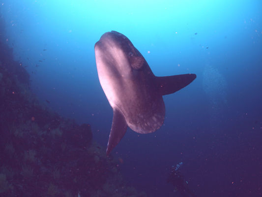 Mola Mola - Galapagos Diving