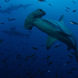 Hammerhead Sharks - Galapagos Diving