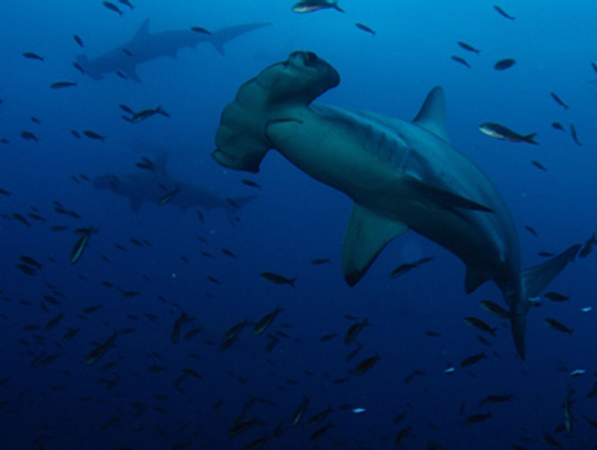 Hammerhead Sharks - Galapagos Diving