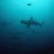 Schooling Hammerheads - Nortada Liveaboard