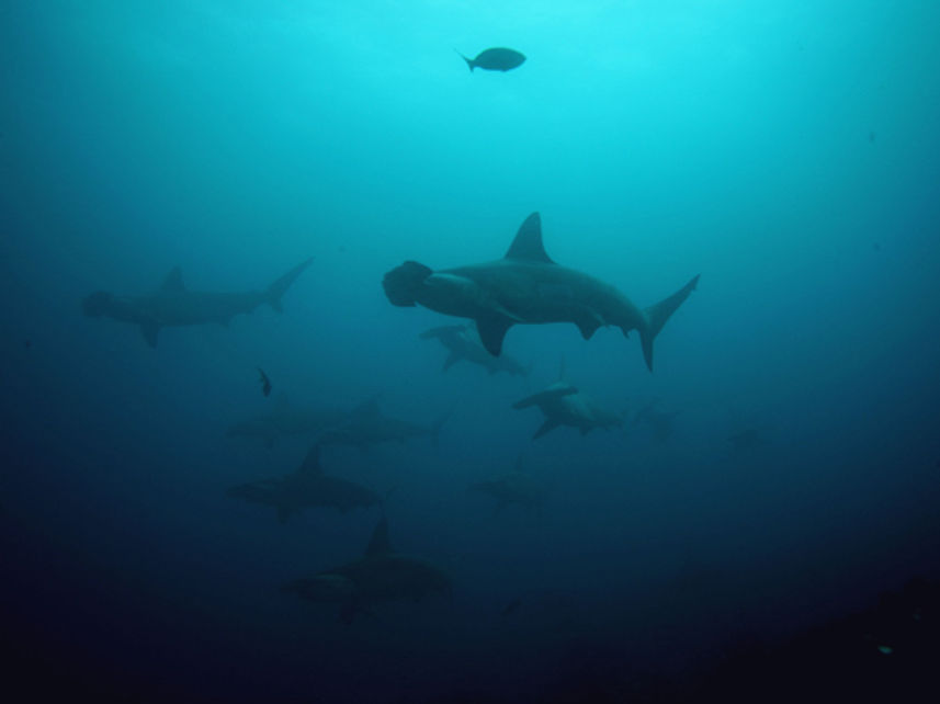 Schooling Hammerheads - Nortada Liveaboard