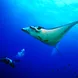 Diving with Manta Rays in the Philippines