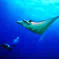 Diving with Manta Rays in the Philippines
