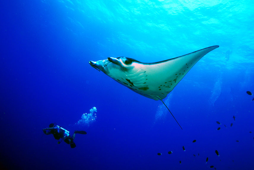 Diving with Manta Rays in the Philippines