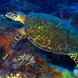 Turtles at Tubbataha Reef Philippines