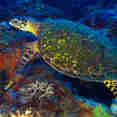 Turtles at Tubbataha Reef Philippines