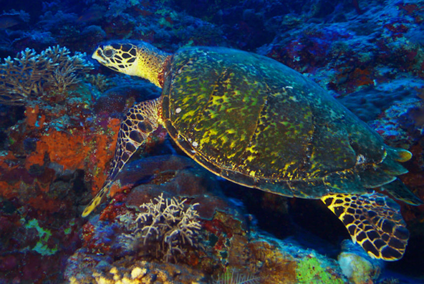 Turtles at Tubbataha Reef Philippines