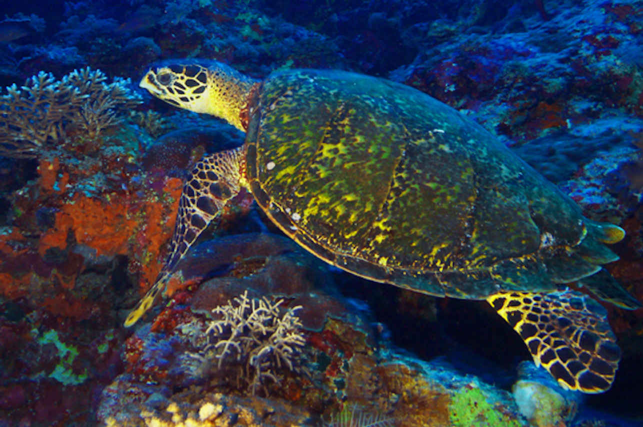 Turtles at Tubbataha Reef Philippines
