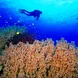 Healthy reefs of Tubbataha Philippines