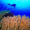 Healthy reefs of Tubbataha Philippines