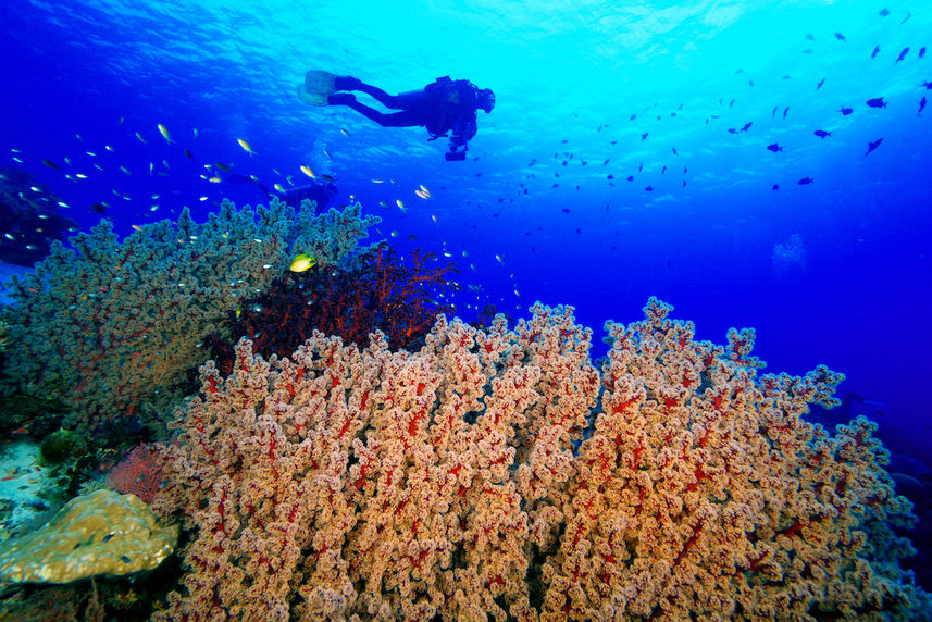 Healthy reefs of Tubbataha Philippines