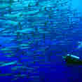 Schools of barracuda in Tubbataha 