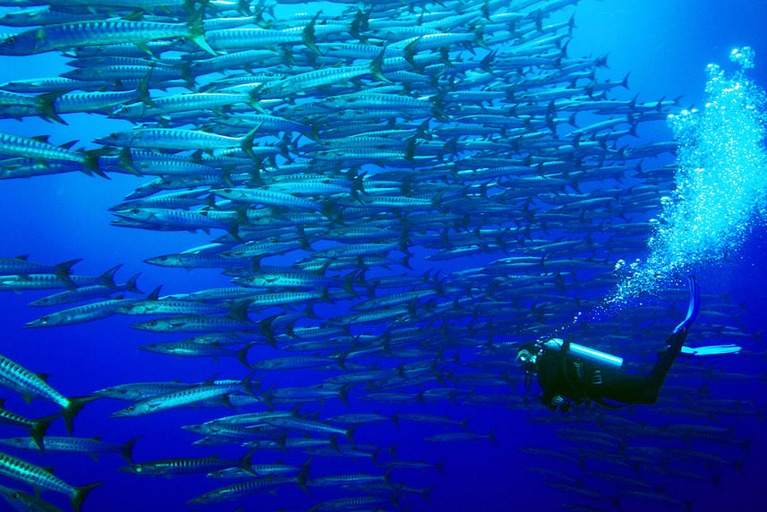 Schools of barracuda in Tubbataha 