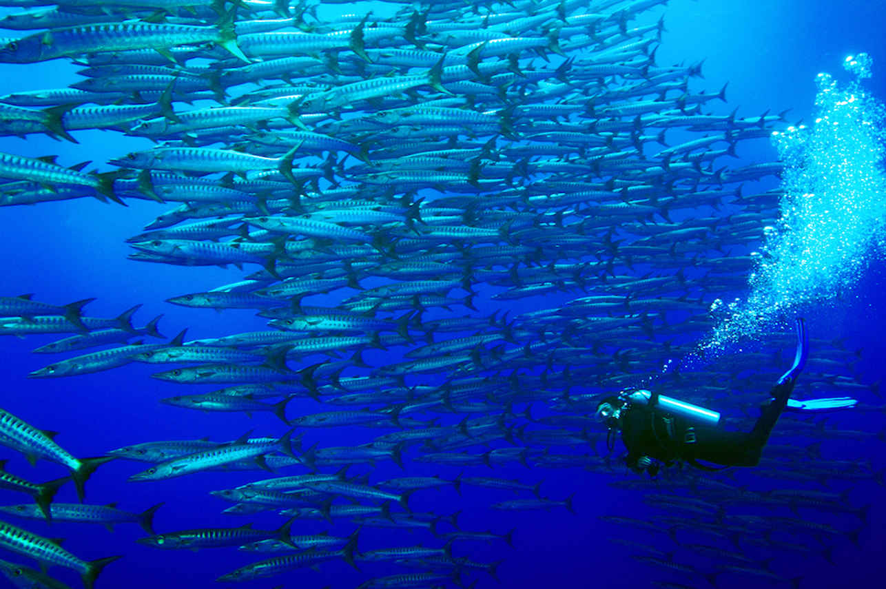 Schools of barracuda in Tubbataha 