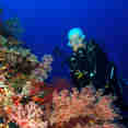 Diving Tubbataha reef