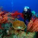 Stunning corals in the Philippines